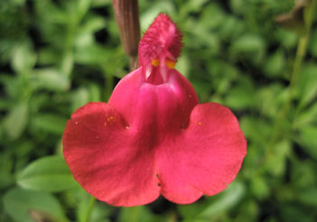 Salvia Greggi Furman's Red