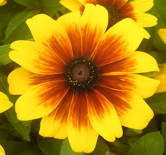 Rudbeckia Becky Mix