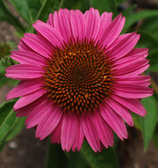 Echinacea Premadona Rose