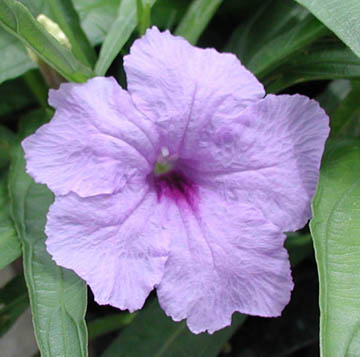 Ruellia Katie