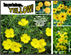 Yellow Perennials